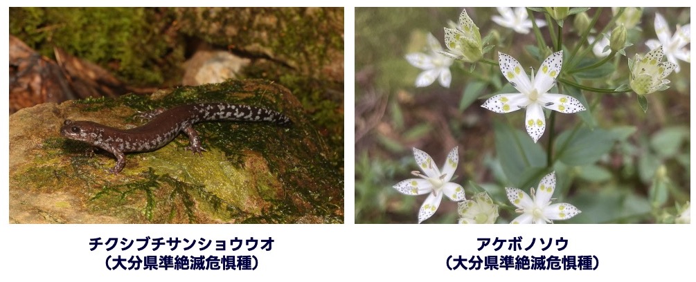 生物多様性_画像