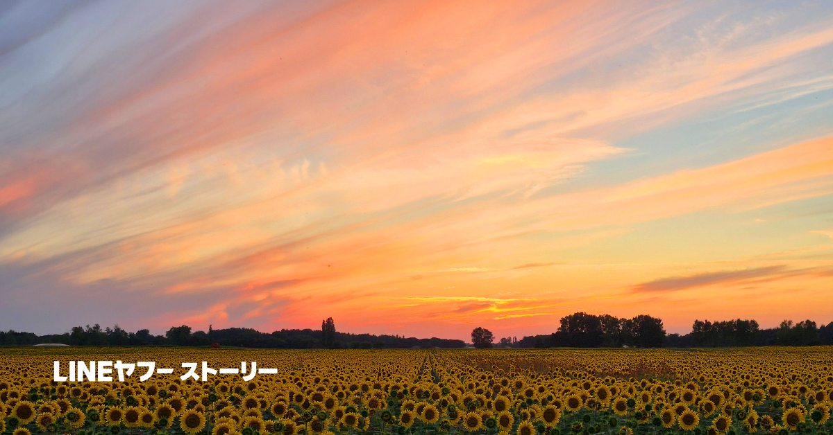 広大なひまわり畑が広がる夕焼けの風景。空はオレンジとピンクに染まり、美しい自然のコントラストが印象的です。