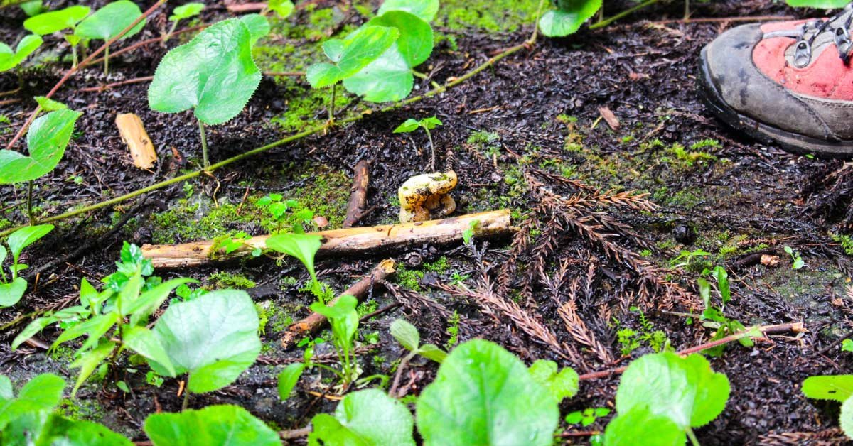 里山の地面に落ちている野生生物の骨と思われる痕跡と、そばにある参加者の靴