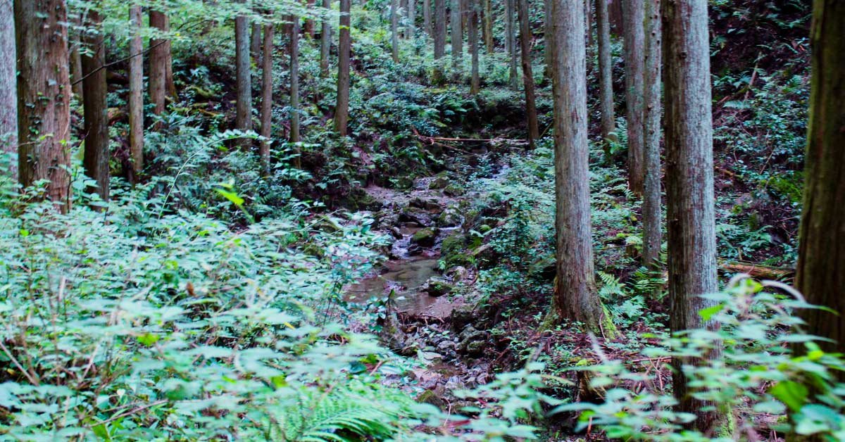 里山の森の中の様子