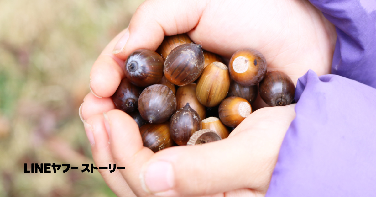 手のひらいっぱいに丸いどんぐりを集めて包み込んでいる様子。どんぐりは濃い茶色から明るい茶色まで混ざり、背景にはぼけた草地が広がる。左下に黒字で「LINEヤフー ストーリー」と表示されている
