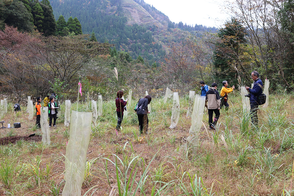 山の麓の草地で、多くの人が植栽の保護筒の間を歩きながら調査している。木々は秋の色づきが始まり、山の斜面まで続いている。作業服やカメラを持つ人がおり、活動の様子が伝わる。