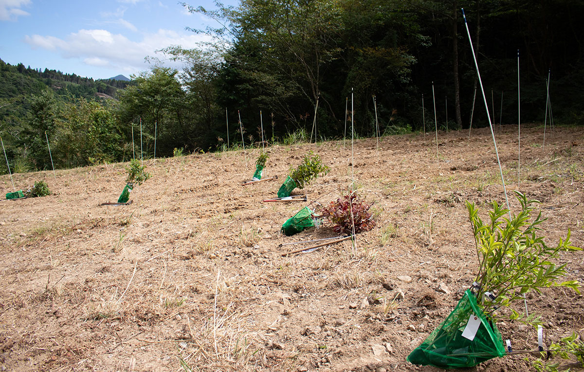 山間の開けた土地に若い苗木が等間隔に植えられている。苗木は緑のネットに包まれ、周囲には細い支柱が立っている。背景には森と青空があり、整備途中の植樹地であることがうかがえる。