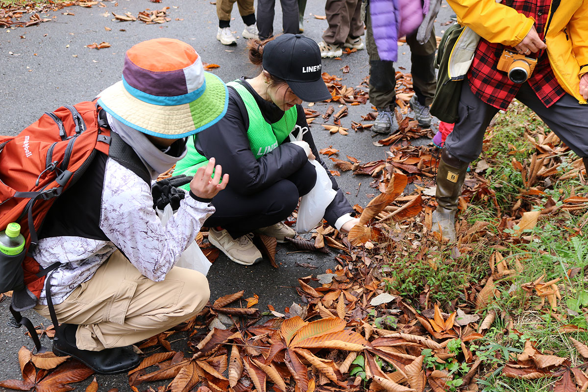 道端に積もった落ち葉の中で、数人がしゃがみ込み何かを探している。帽子やリュックを付けた人、緑のビブスを着た人がおり、袋を持って落ち葉をめくっている。足元には秋の落ち葉が広がる。
