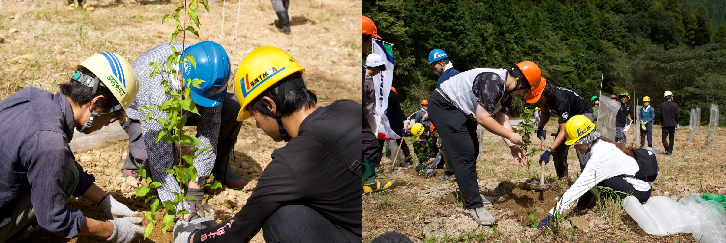 This is a photo of three people planting saplings.