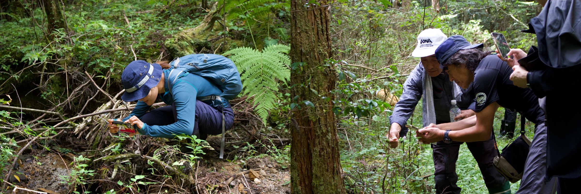 This is a photo of participants conducting a biological survey using a smartphone app.