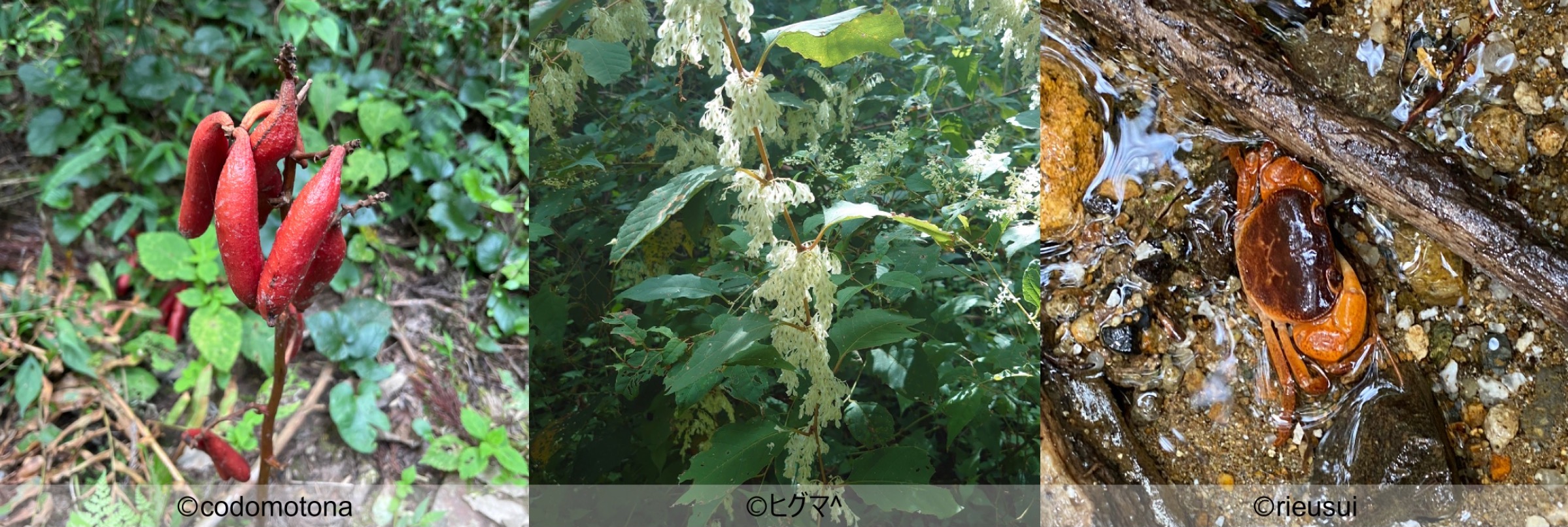 This is a photo of Akebian-fruit orchid, Japanese knotweed, and Japanese freshwater crabs discovered during the biological survey.